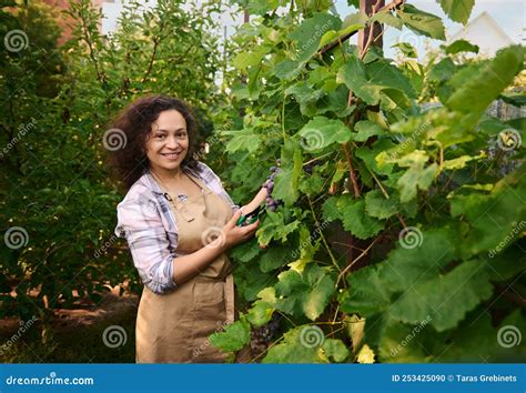 African American Pretty Woman Harvesting Blue Grapes In Vineyard