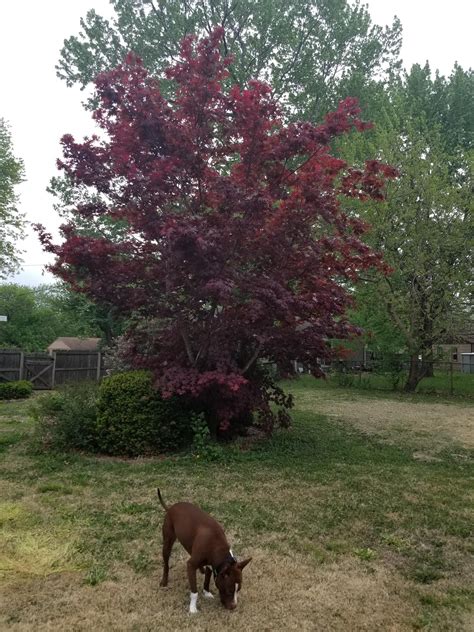 Anyone Have Any Idea What The Tree With Dark Red Leaves Could Be Id