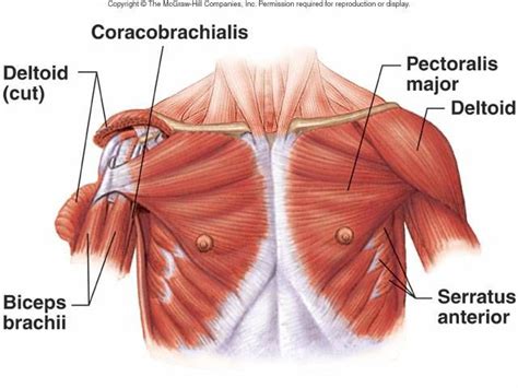 The anterior muscles of the trunk (torso) are associated with the. anterior shoulder & chest muscles | Muscle, Anatomy, Body ...