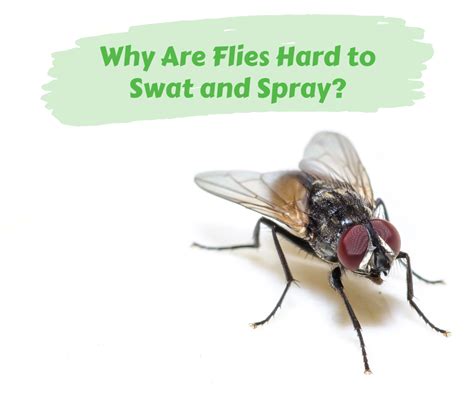 why are flies hard to swat and spray maggie s farm ltd