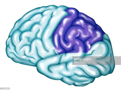 The Parietal Lobe Of The Brain The Parietal Lobe Of The Brain