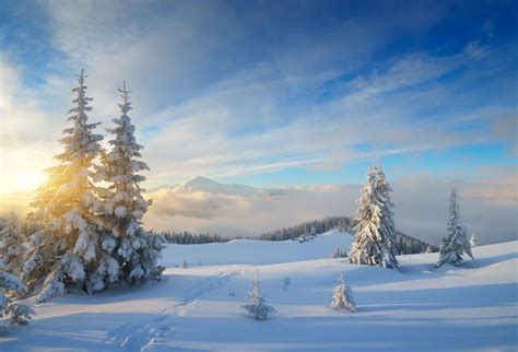 Laeacco Winter Snow Wild Forest Landscape Photography