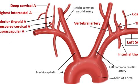 Anatomy Subclavian Artery Branches Otosection
