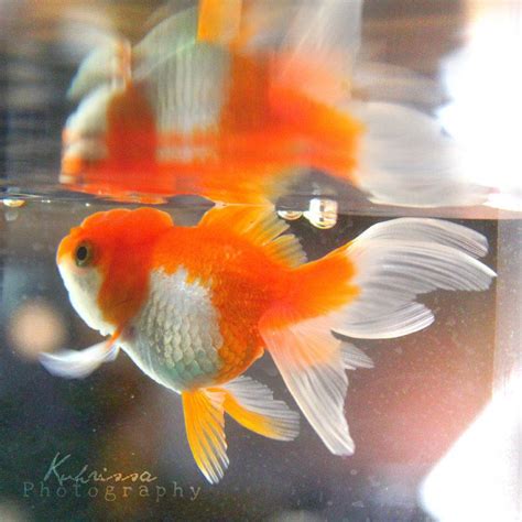 I Have 54 Pet Goldfish Fantail Goldfish Goldfish Pond Colorful Fish