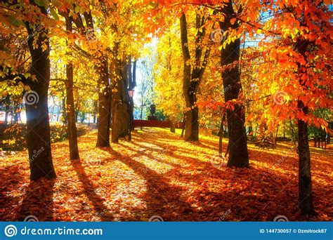 Autumn Scene Bright Colorful Landscape Yellow Trees In