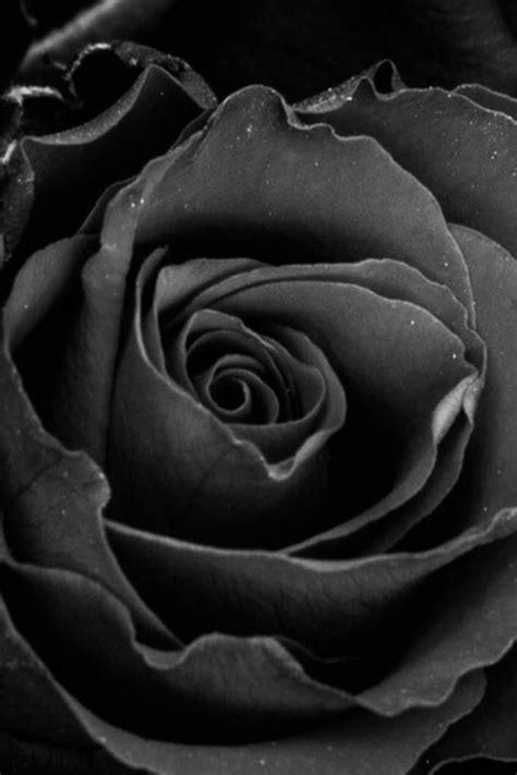 Black Rose In 2020 Black Rose Iphone Wallpaper Rose