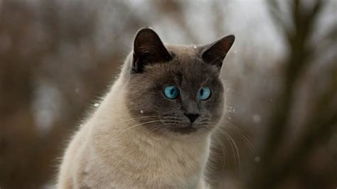 Crossed Eyes Siamese Cat What Causes The Condition