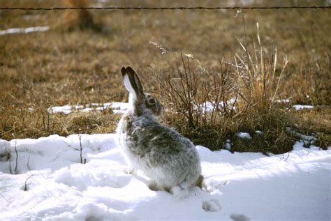 Free Picture Jackrabbit Rabbit Snow