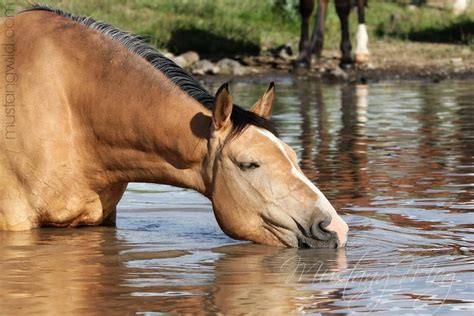 Pure Bliss As This Beautiful Mustang Mare Takes A Long Drink Horse