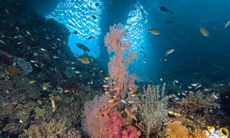 Monitoring Coral Reef Health In Indonesia Projects Wwf