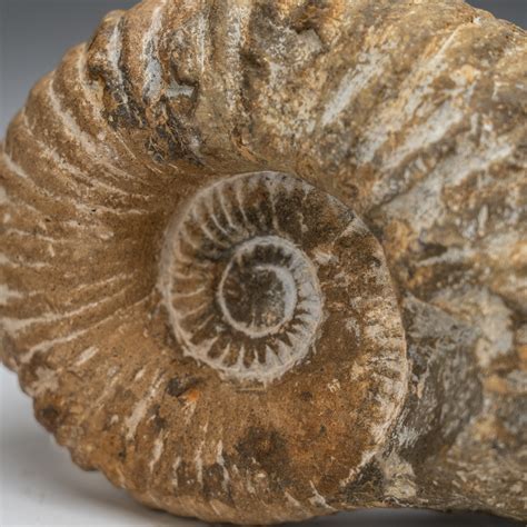 Natural Ammonite Fossil V1 Astro Gallery Touch Of Modern
