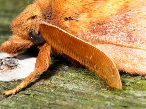 Moth Anatomy Wildlife Insight