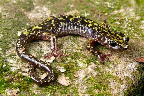 North Carolina Salamander Needs Protections Petition Says Reptiles