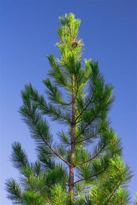 Free Photo Pine Tree Bspo06 Foothills Forest Free Download Jooinn