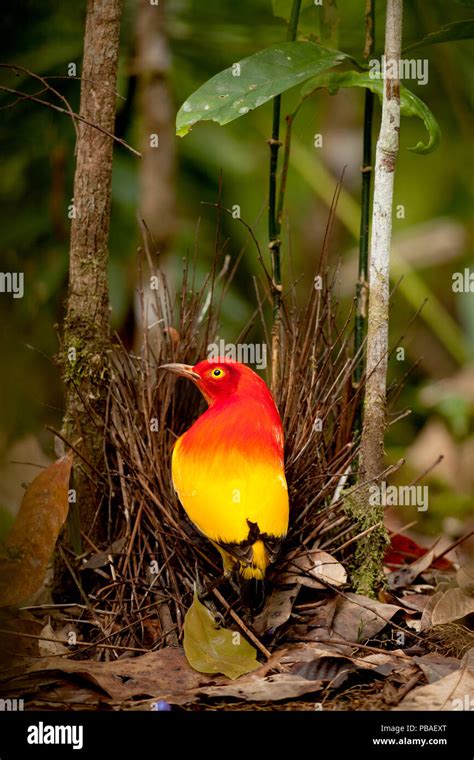 Flame Bowerbird Sericulus Aureus Male With Bower With Berries Papua