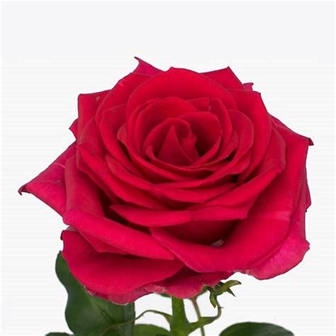 Rose Memory 50cm Wholesale Dutch Flowers Florist Supplies UK