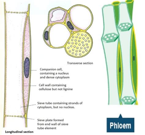 Functions Of Xylem And Phloem Biology Notes For Igcse 2014