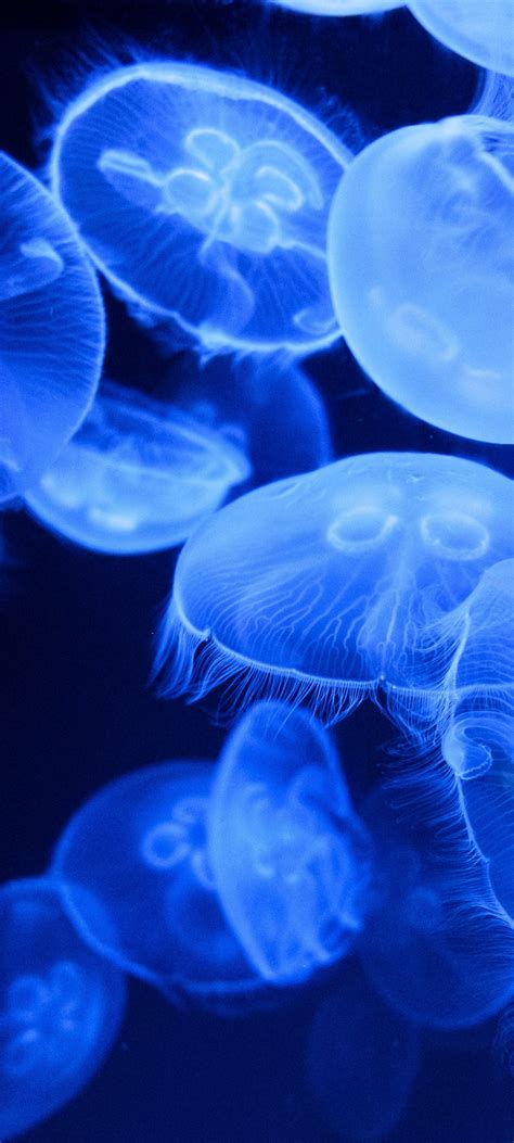 Blue Jellyfish Wallpaper 4k Aquarium Underwater Glowing