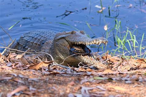 Rare Photos Of Freshwater Crocodile Eating Turtle In Nt