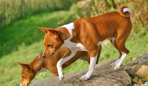 Basenji 10 Unbelievable Facts About The Barkless Dog The Dogs Journal
