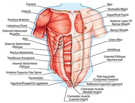 Superficial and deep anterior muscles of upper body Create Muscular Balance With Unilateral Training ...