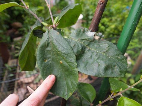 Tree has rounded crown bark is flaky and mottled leaf petiole (stalk) is downy and buds are rounded leaf edges are serrate (toothed) leaves shiny on upperide and downy on underside twigs are downy on current years growth. Identification- fruit tree disease and mineral deficiency ...