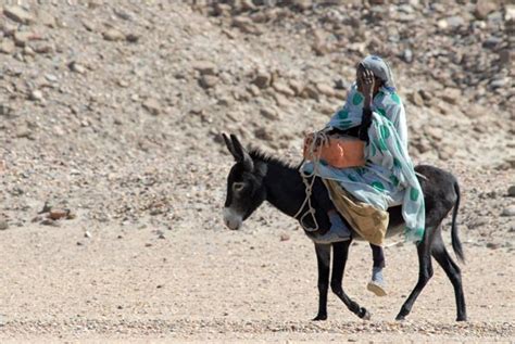 Funny Pictures Of Women Riding Donkeys Woman Riding A Donkey Sai