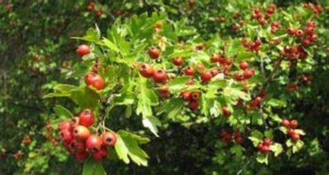 How To Pick Hawthorne Berries Our Everyday Life