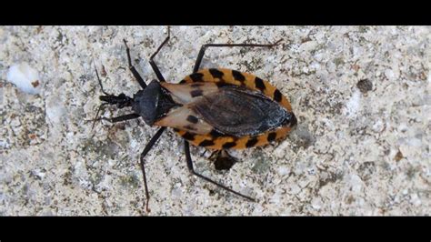 Cdc Issues Warning For Blood Sucking Potentially Deadly Kissing Bug