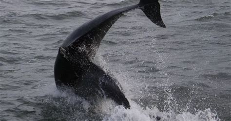 Up To 70 Dolphins Spotted Off The Coast Of Anglesey North Wales Live