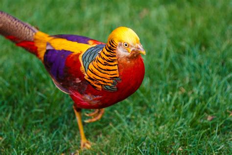 8 Of World S Most Exotic Birds By Sweeney Feeders