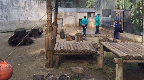 2 Lions Killed After Suicidal Man Jumps Into Zoo Enclosure Fox 5 San
