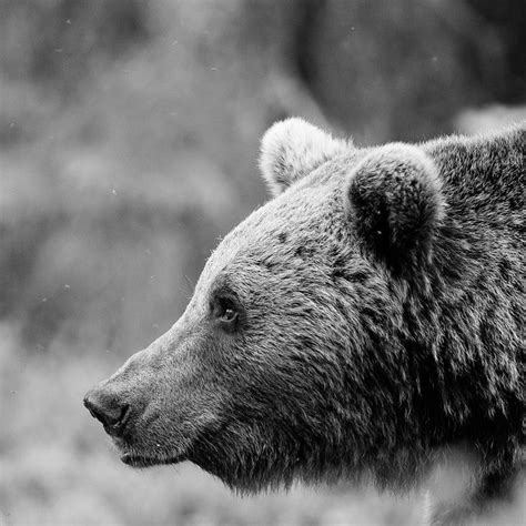 Graeme Purdy Photography On Instagram Brown Bear In Russia Amazing