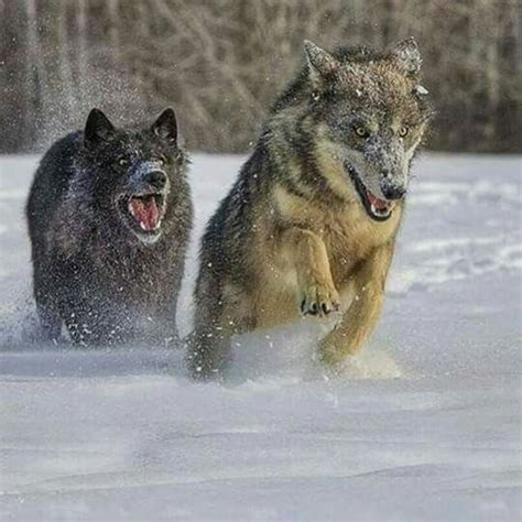 Pin By Patricia Gross On Mes Amis Les Loups Wolf Dog Wolf Pictures