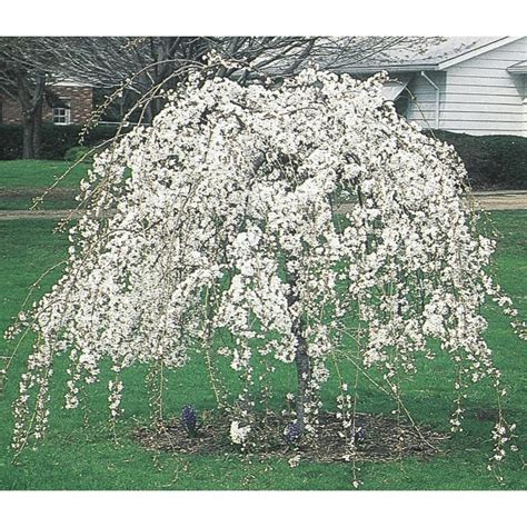 Shop 899 Gallon Weeping Snow Fountain Cherry Feature Tree L7207 At