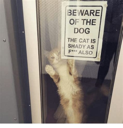 15 Honest And Hysterical Beware Of Cat Signs That Sum It Up Well Catlov