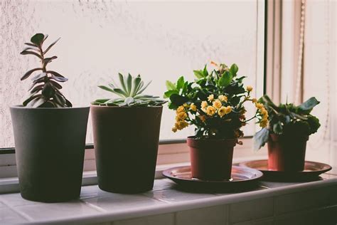 Hd Wallpaper Plants Window Sill Garden House Home Flowers