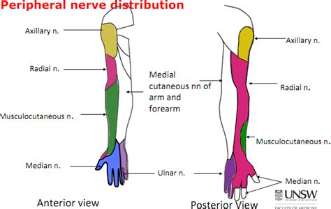 Ulnar Nerve Motor Distribution