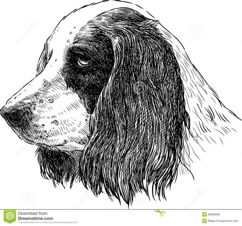 They aren't completely forward on the head. Spaniel Portrait Royalty Free Stock Image - Image: 32956596