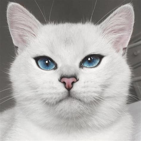 Meet Coby The Cat With The Most Beautiful Eyes Ever