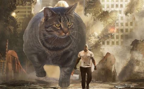 Buff Cat Captivates Internet And People Are Creating Hilarious Memes