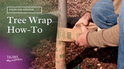 Tree Wrap How To By Tagawa Gardens And Mike Landers Isa Certified