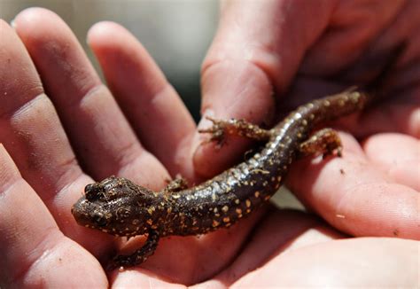 Skyddad Salamander Kan äventyra Batterifabrik