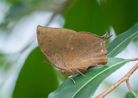 Memphis Moruus Lepidoptera Of Bijagual · Inaturalist