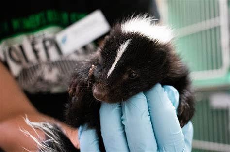 Day 6 Six Baby Striped Skunks — Santa Barbara Wildlife Care Network