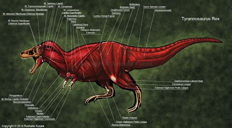 Tyrannosaurus Rex Muscle Study By TheDragonofDoom On DeviantArt