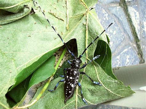 Stay On The Lookout For Invasive Insects To Help Save Massachusetts