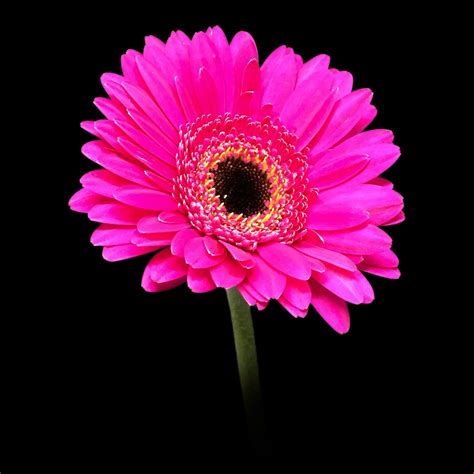 Gerbera Pink Daisy · Free Photo On Pixabay