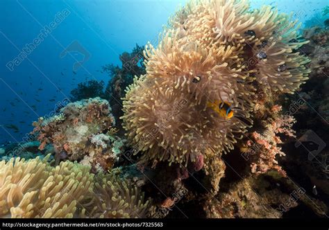 Magnificent Anemone In The Red Sea Lizenzfreies Bild 7325563