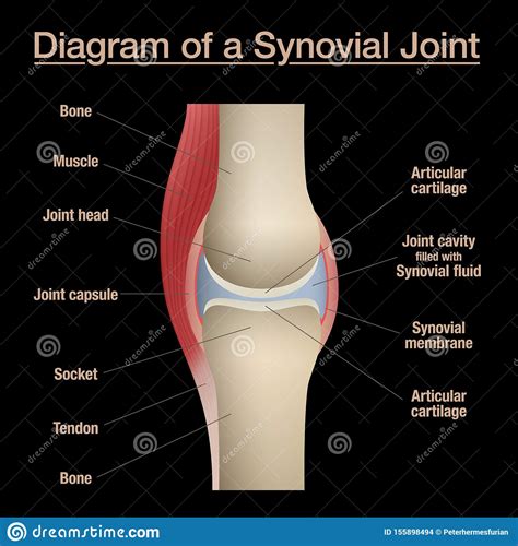 Muscle spindle and golgi tendon organs. Bone Joint Diagram Labeled Black Background Stock Vector ...